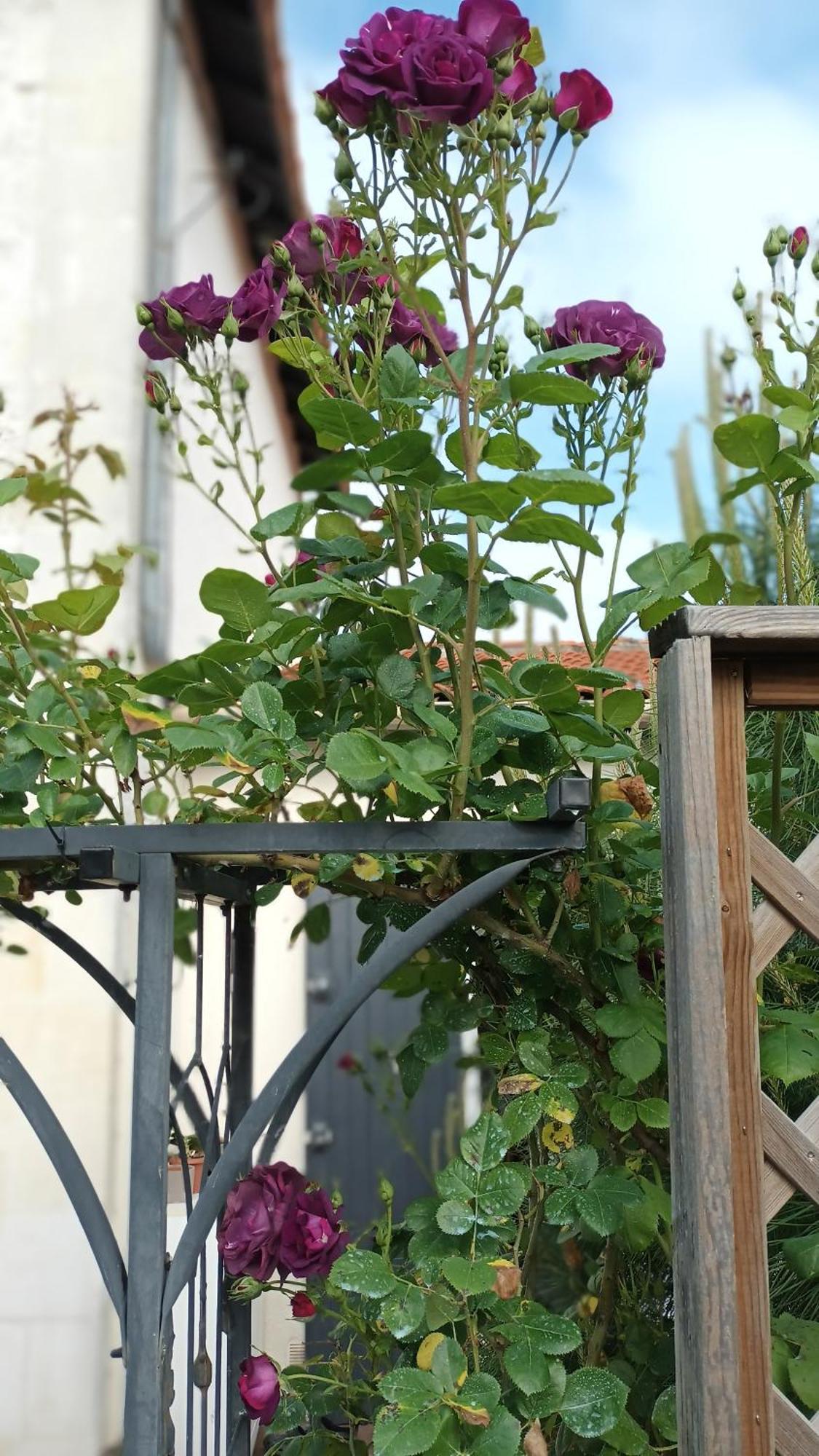 Le Clos Des Passiflores Пон Экстерьер фото